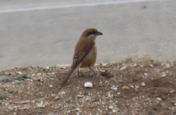 Brown Shrike - ML642096953
