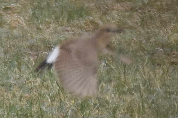 Isabelline Wheatear - ML642096961