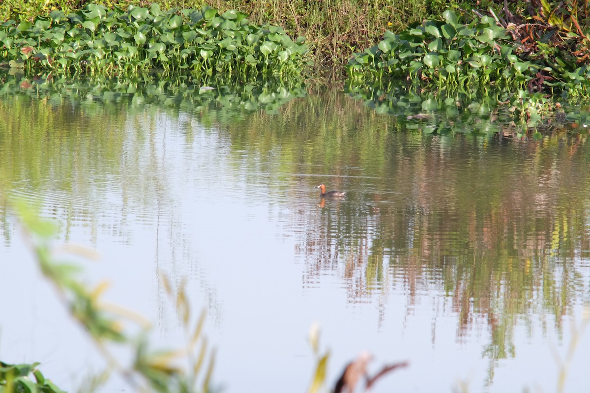 Little Grebe - ML642096966