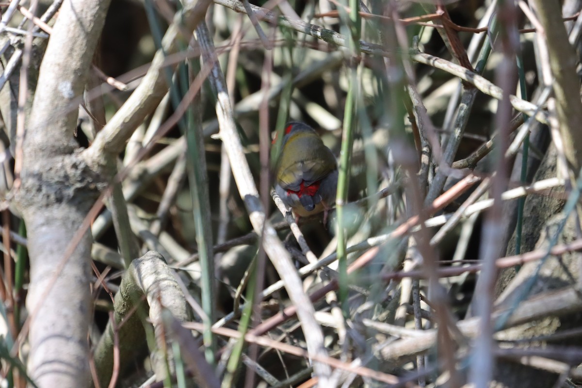 Red-browed Firetail - ML642096988