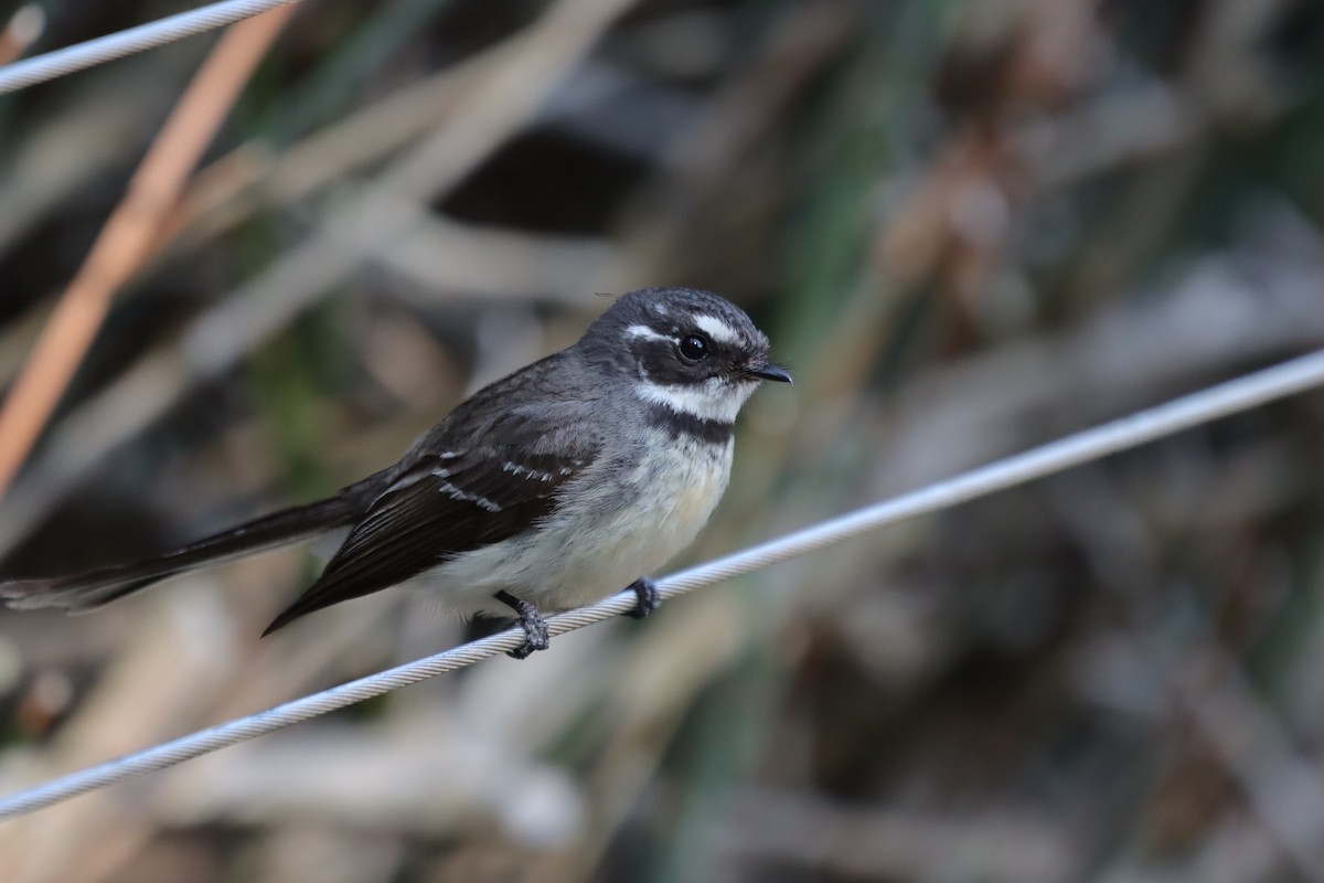 Gray Fantail - ML642096993