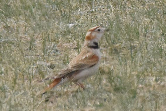 Mongolian Lark - ML642096995