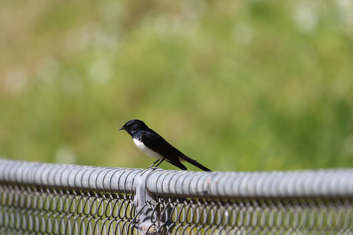 Willie-wagtail - ML642096996