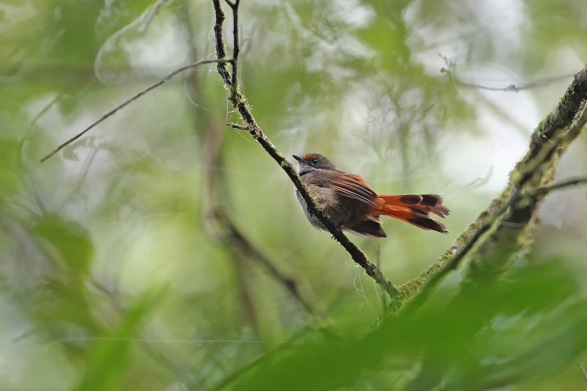 Sulawesi Fantail - ML642096998