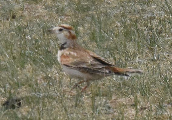 Mongolian Lark - ML642096999