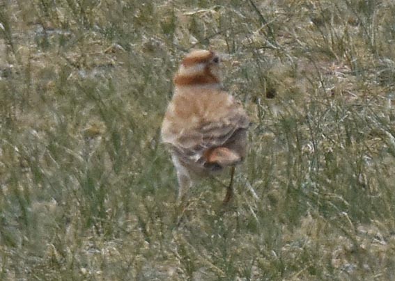Mongolian Lark - ML642097004