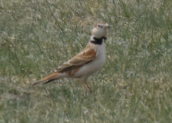 Mongolian Lark - ML642097006