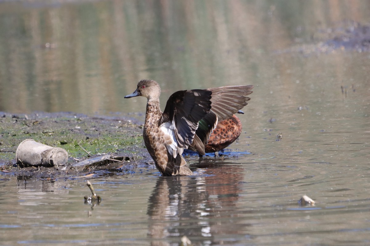 Chestnut Teal - ML642097013