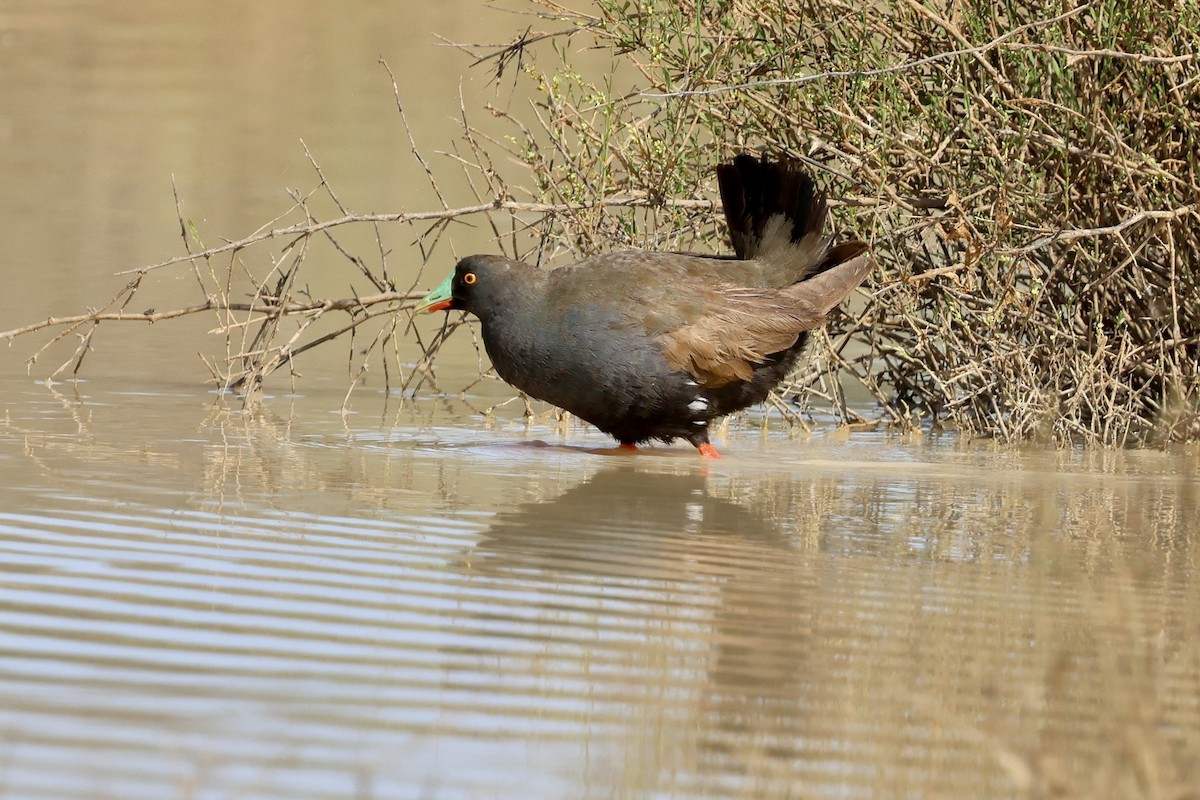 Black-tailed Nativehen - ML642097033