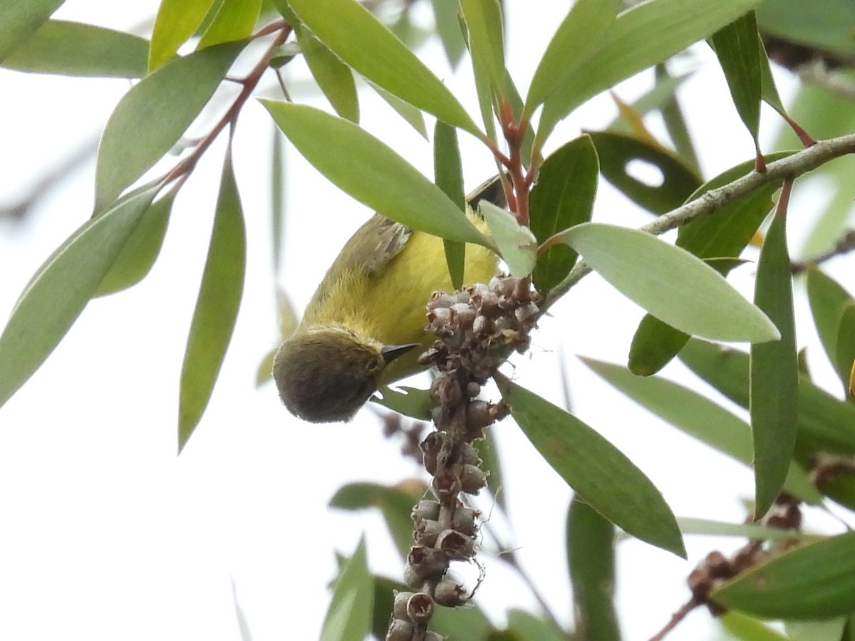 Yellow Thornbill - ML642097040