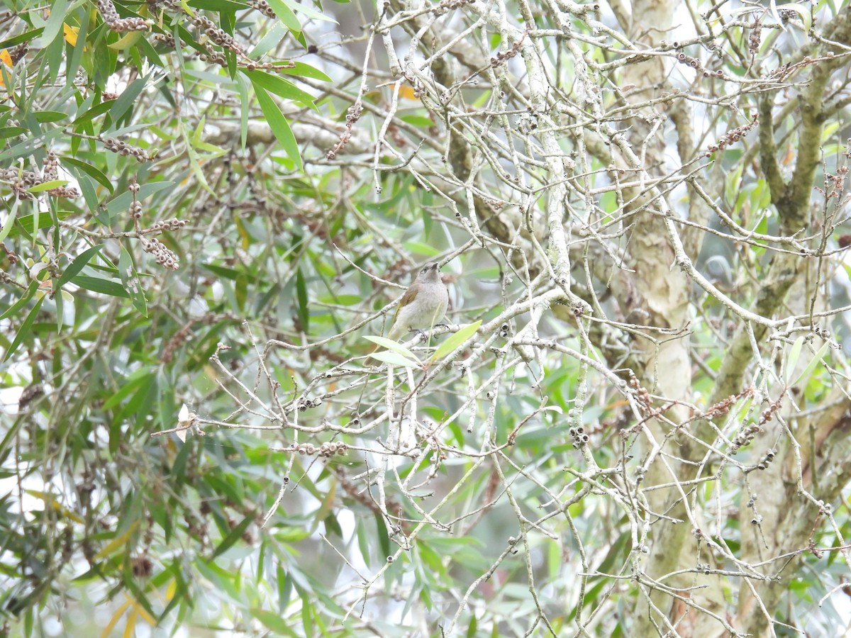 Yellow Thornbill - ML642097050