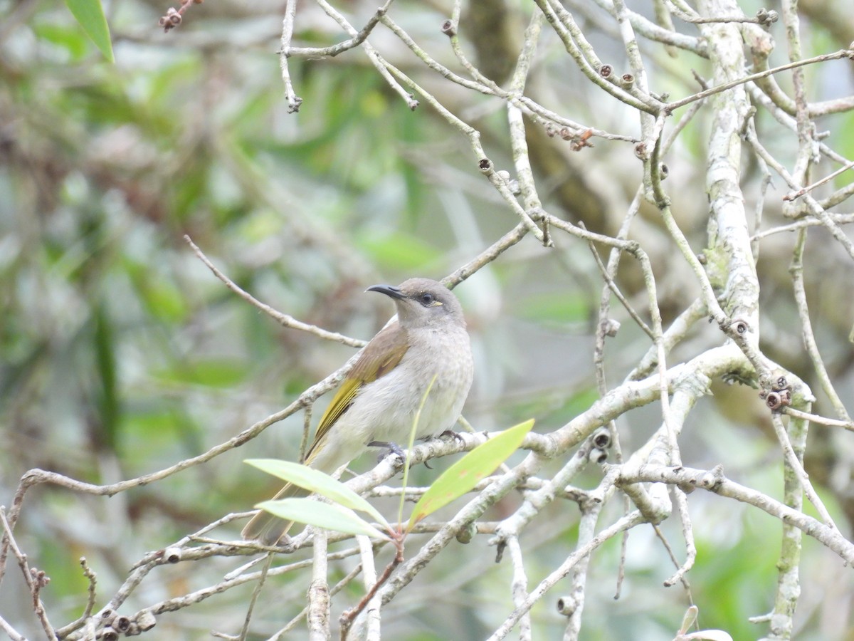 Brown Honeyeater - ML642097057