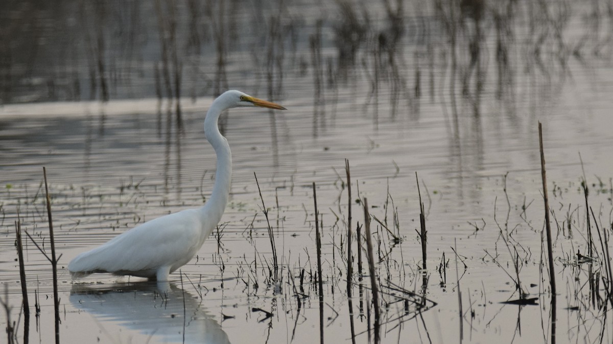 Great Egret - ML642097066