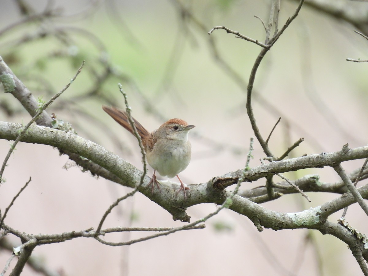 Tawny Grassbird - ML642097067