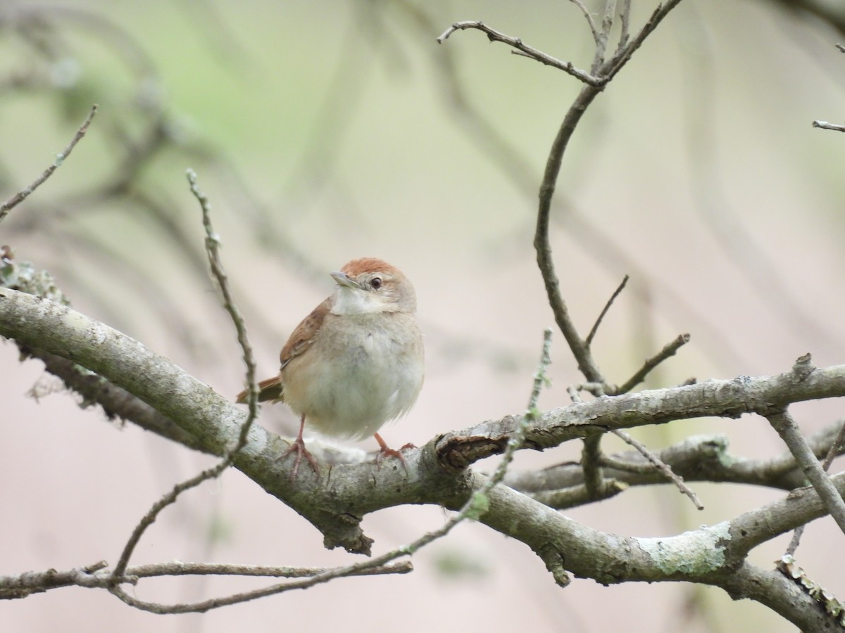 Tawny Grassbird - ML642097069