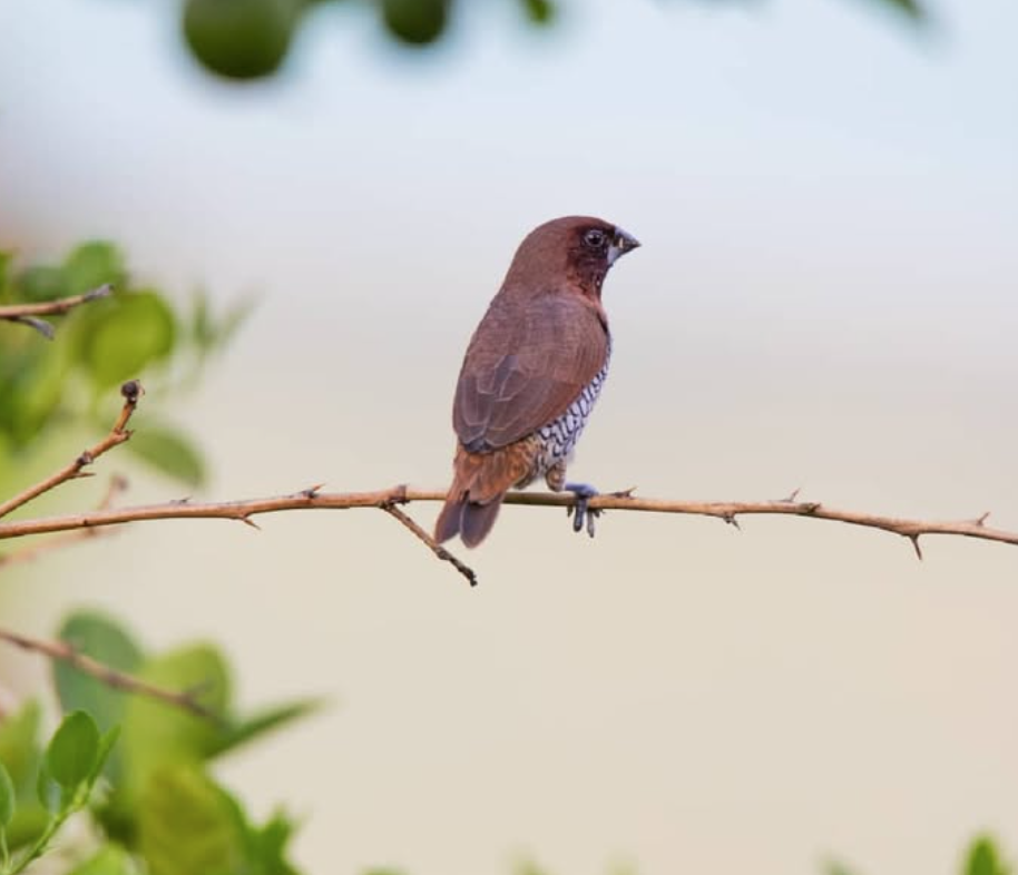 Munia pettosquamato - ML642097070