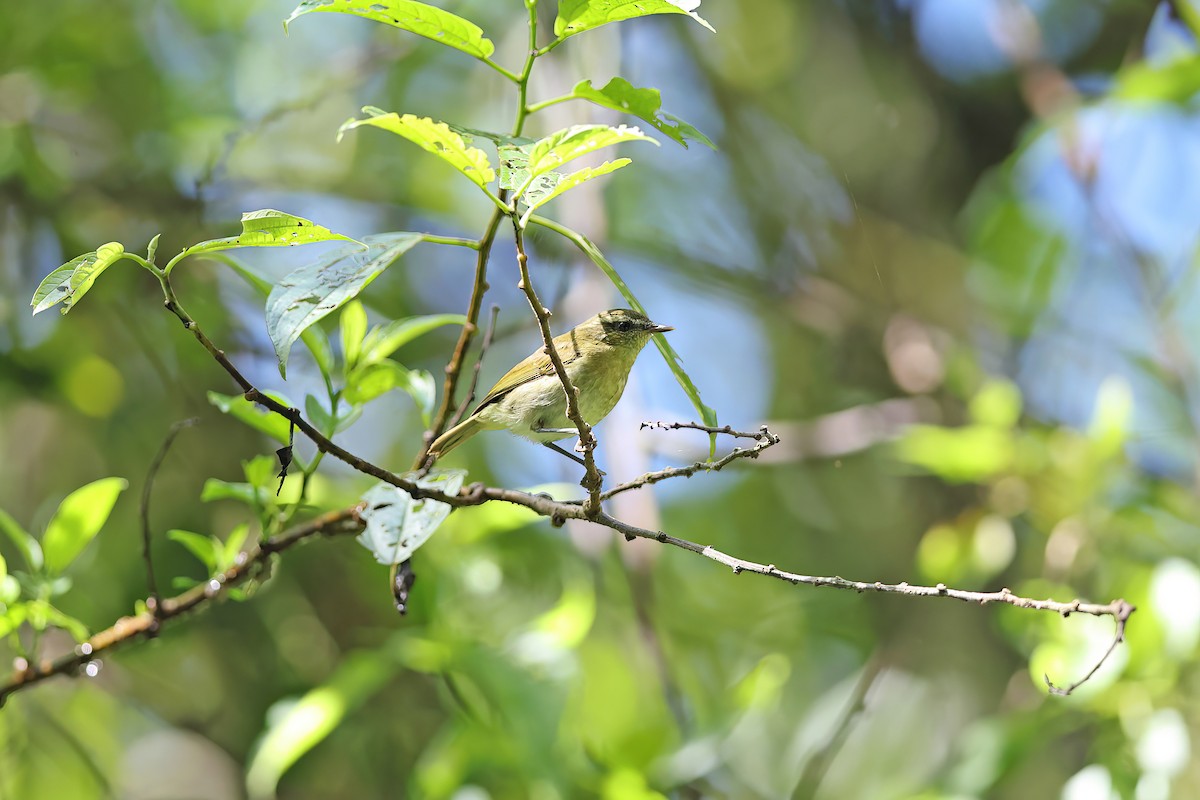 Sulawesi Leaf Warbler - ML642097078