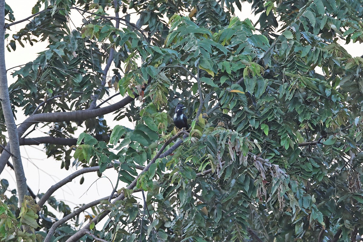 Sulawesi Myna - ML642097125