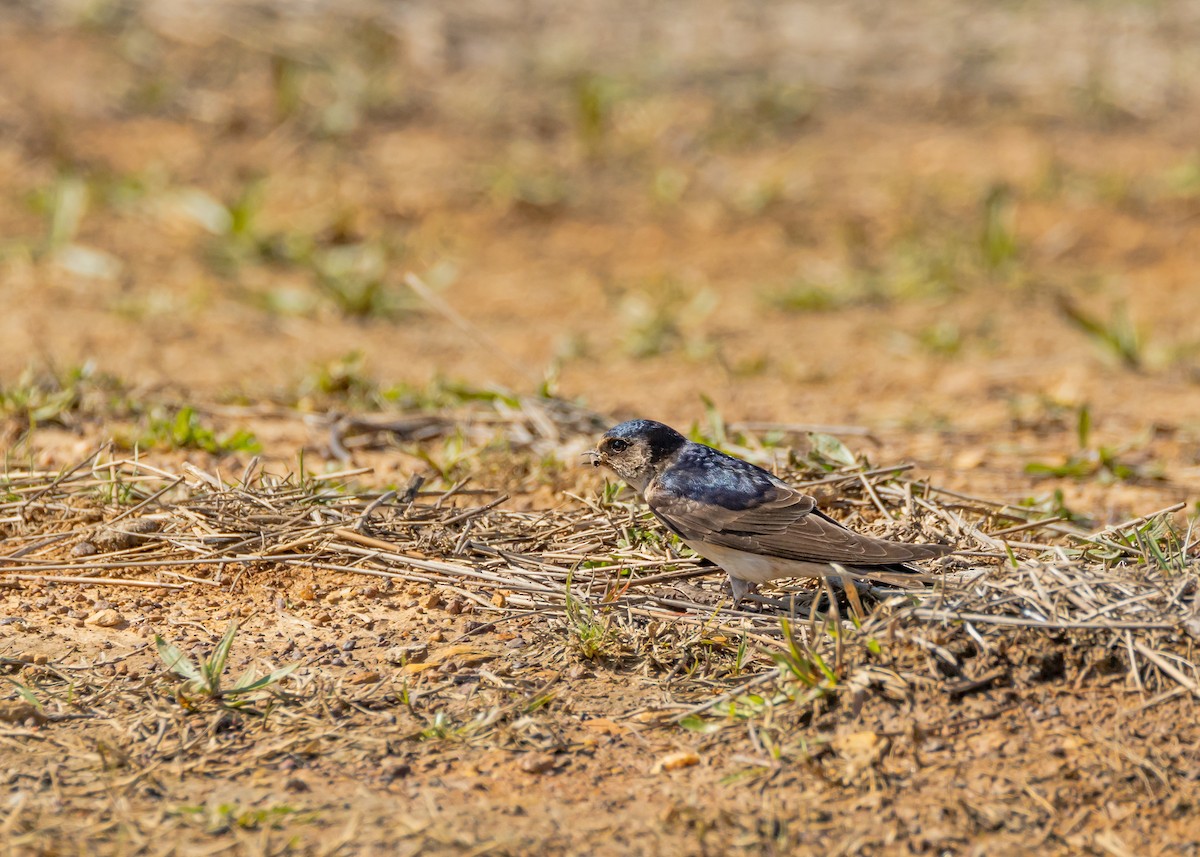 Tree Martin - ML642097126