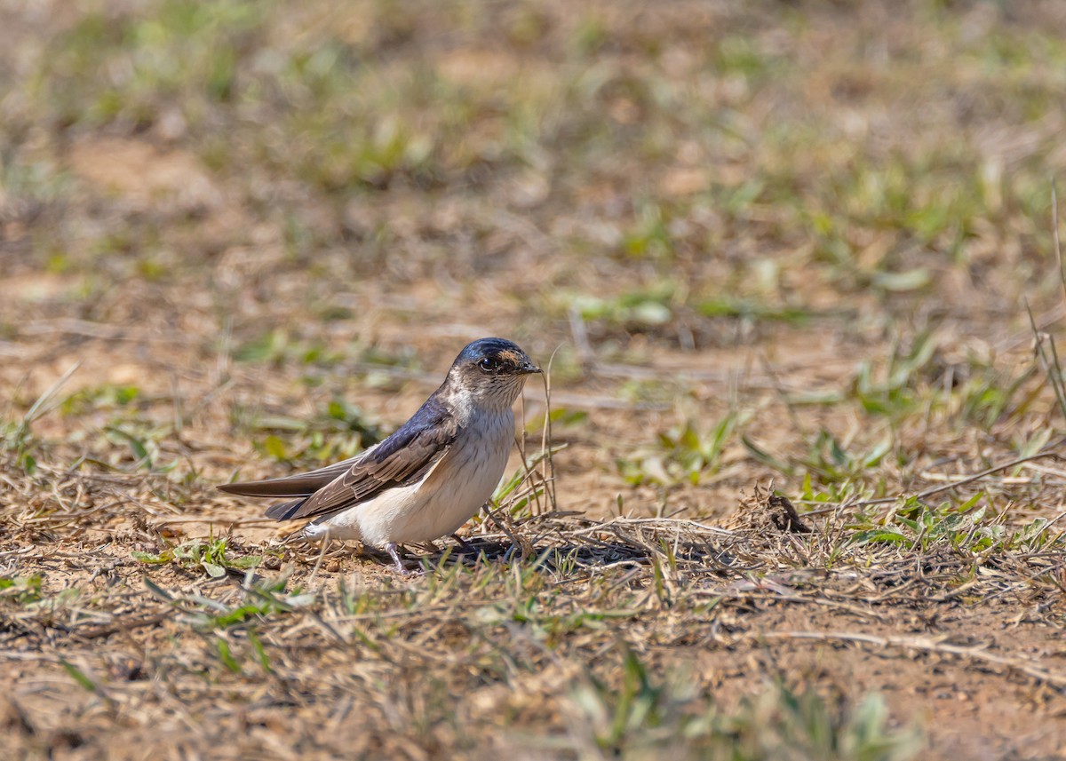 Tree Martin - ML642097127