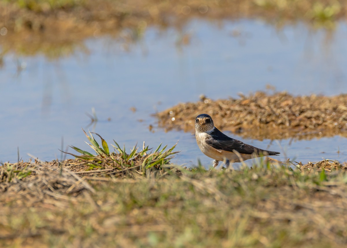 Tree Martin - ML642097132