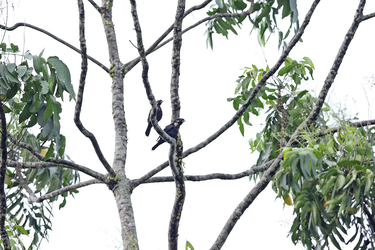 Sulawesi Myna - ML642097133