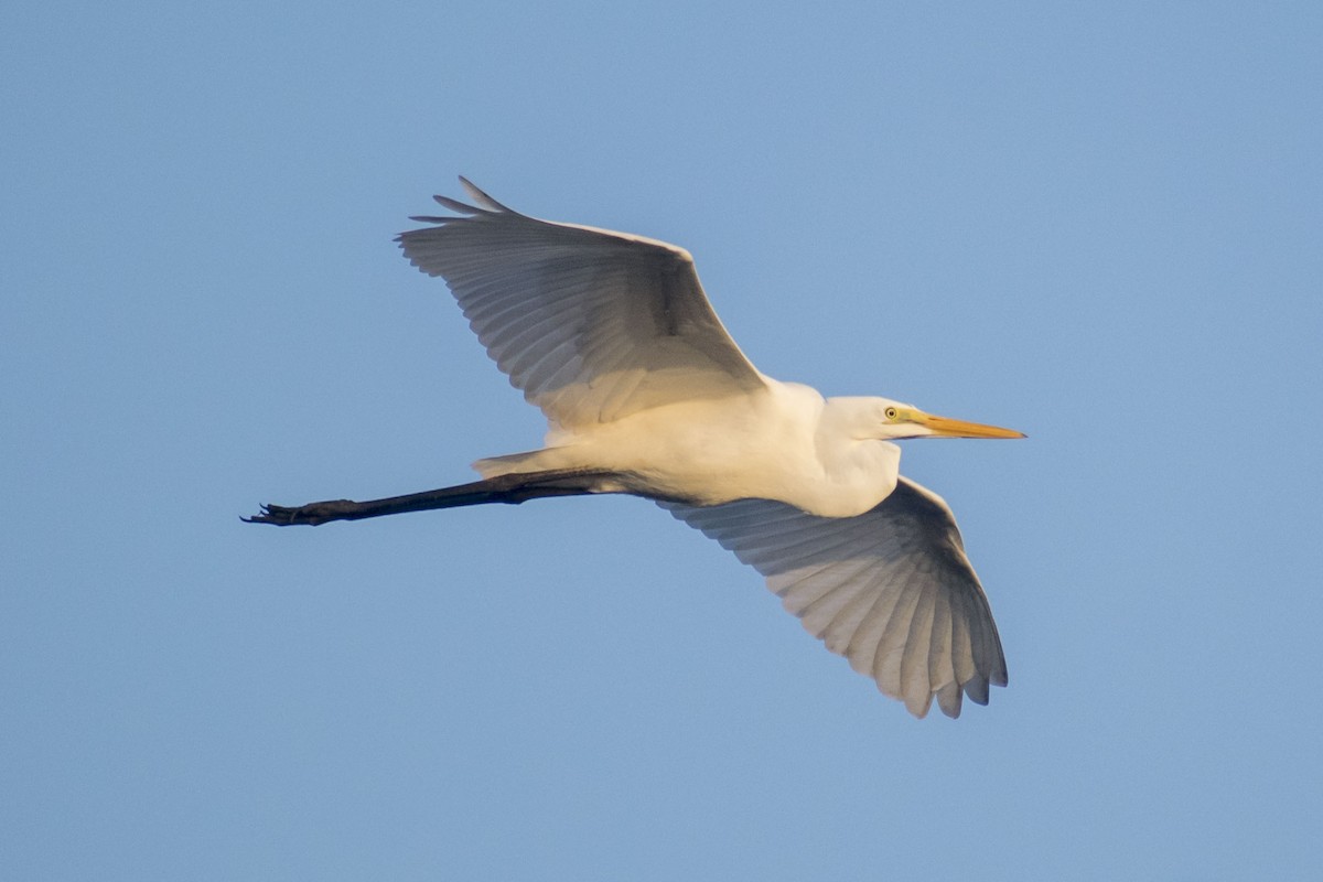 Great Egret - ML642097134
