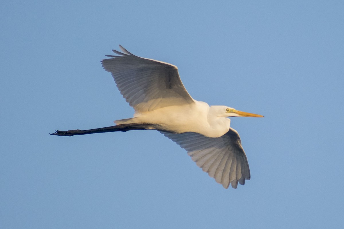 Great Egret - ML642097135
