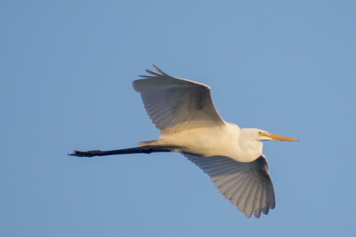 Great Egret - ML642097137