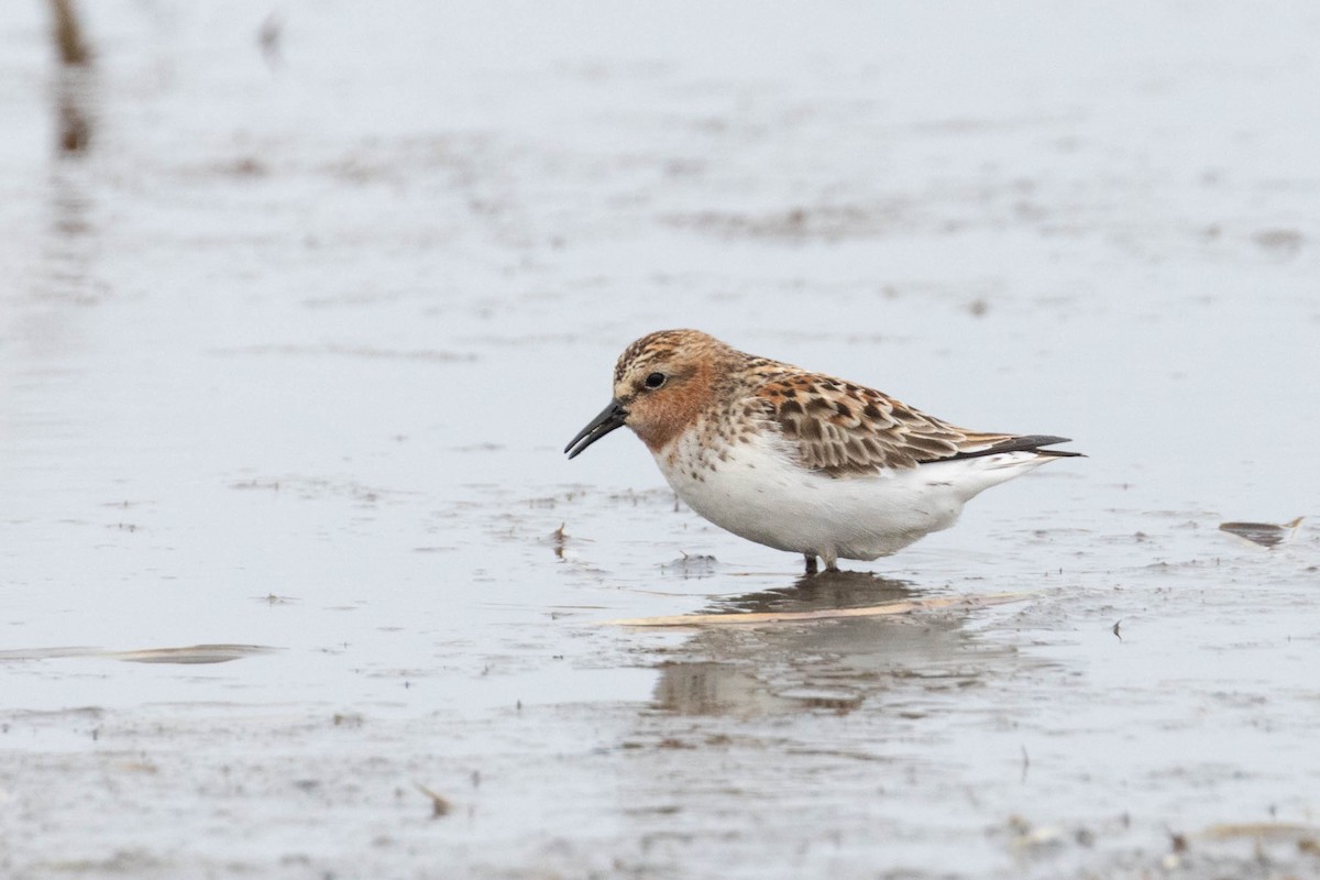 rødstrupesnipe - ML642097143