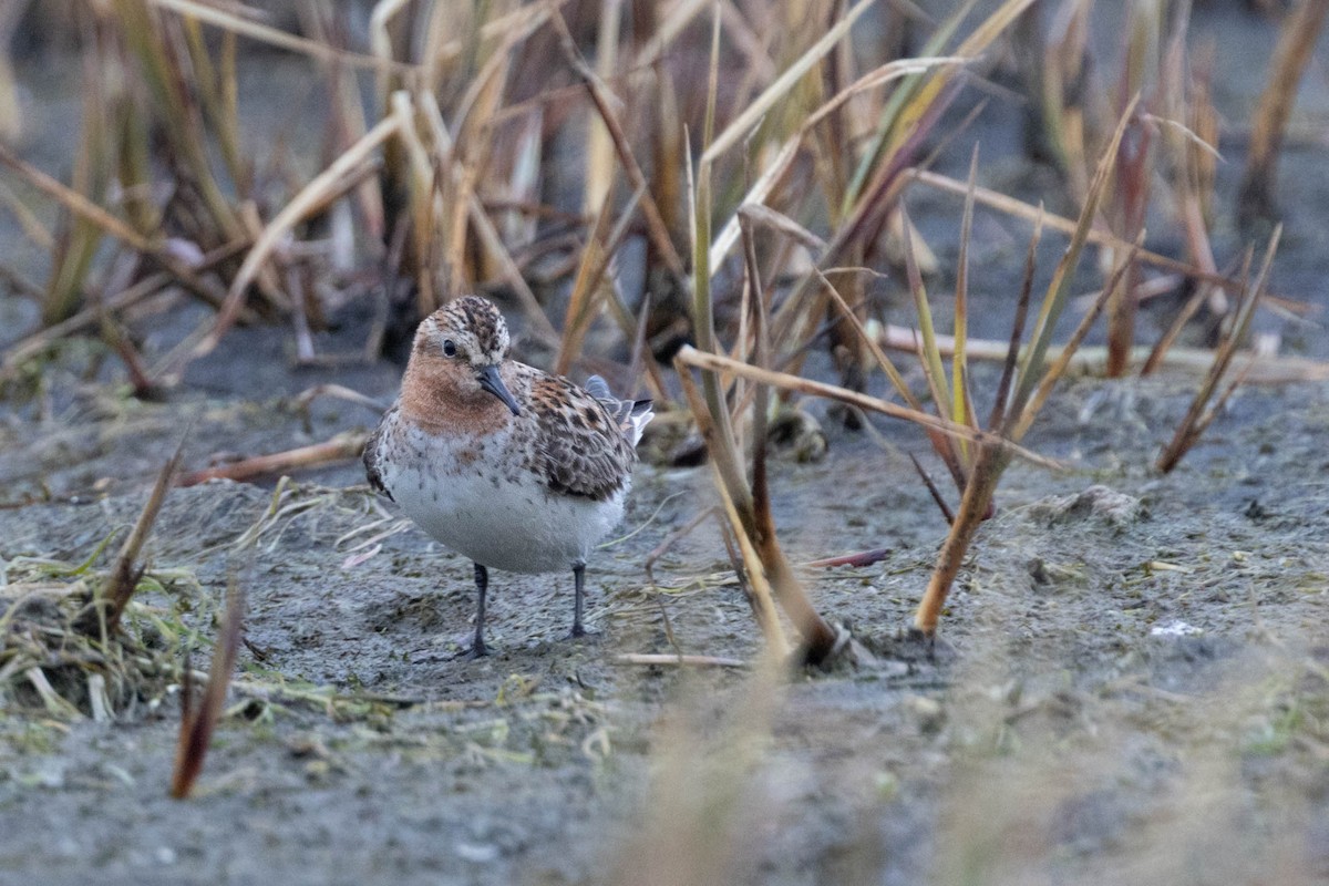 rødstrupesnipe - ML642097144