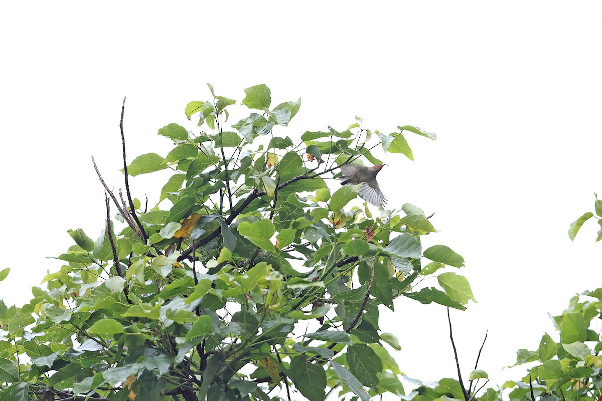 Sulawesi Myzomela - ML642097145