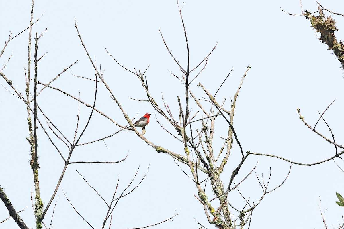 Sulawesi Myzomela - ML642097147