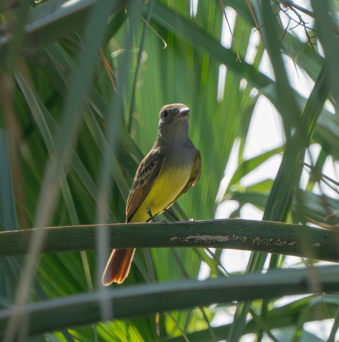 Great Crested Flycatcher - ML642097155