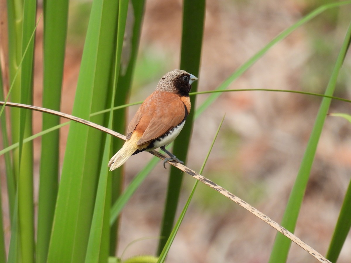Chestnut-breasted Munia - ML642097161