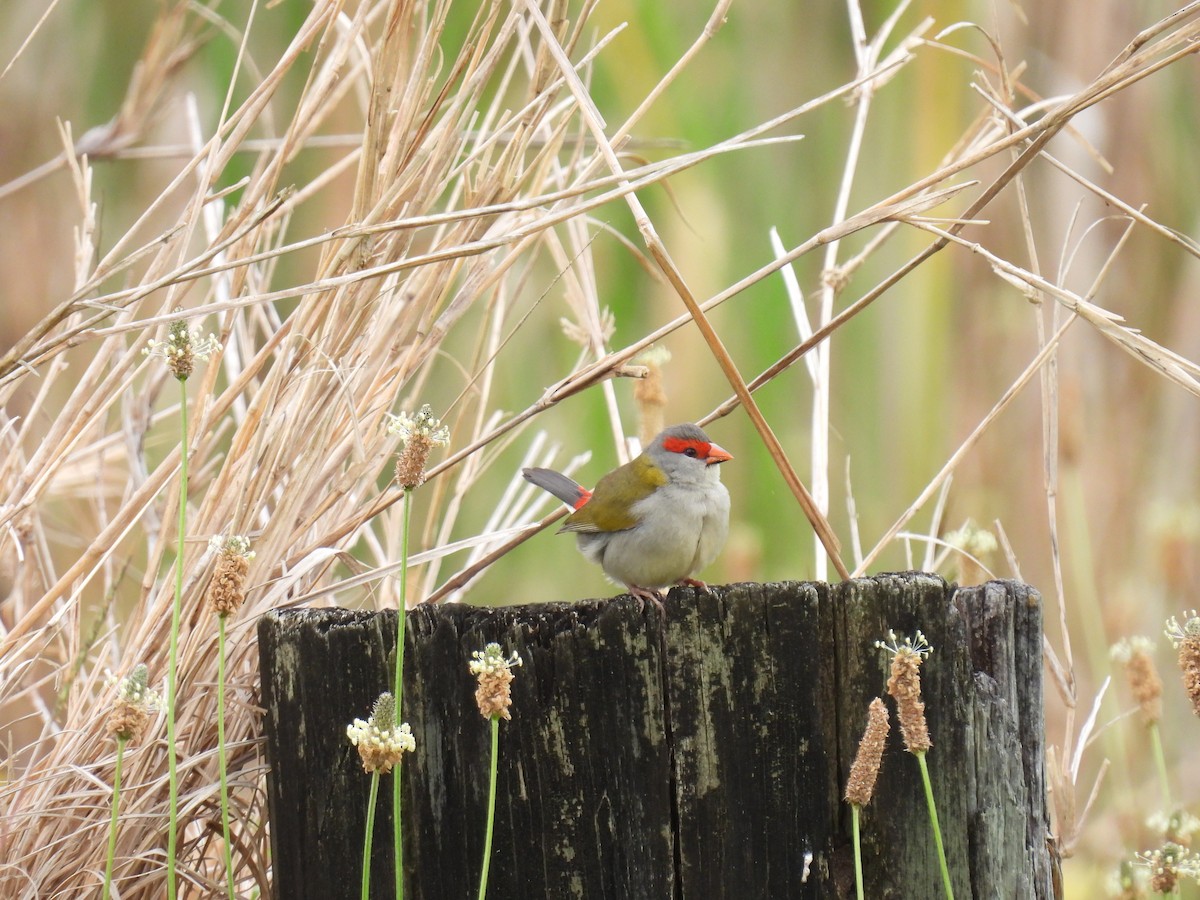 Red-browed Firetail - ML642097162