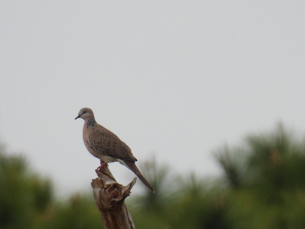 Spotted Dove (Eastern) - ML642097164
