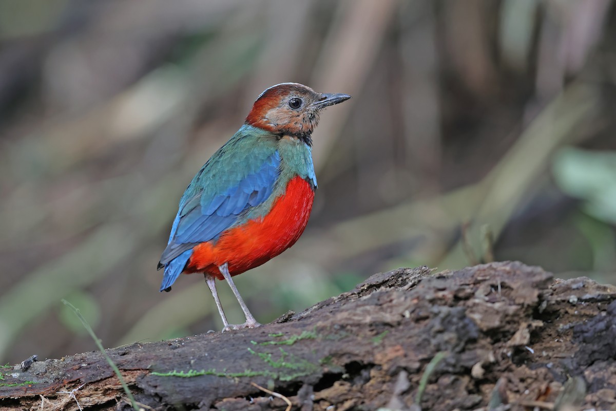 sulawesipitta (celebensis) - ML642097168