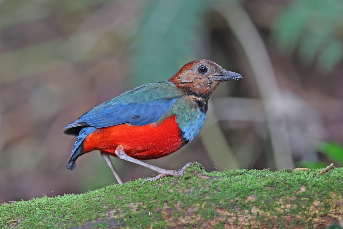 sulawesipitta (celebensis) - ML642097169
