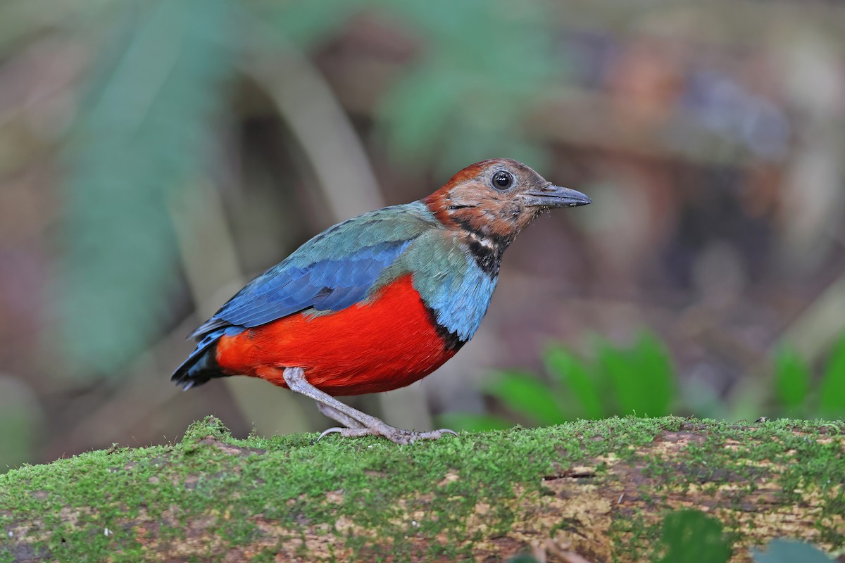 sulawesipitta (celebensis) - ML642097170