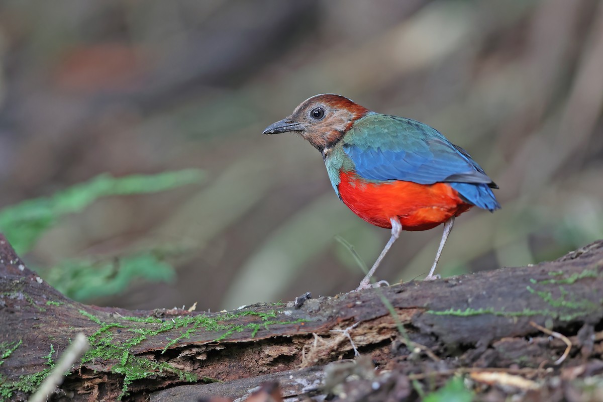 sulawesipitta (celebensis) - ML642097171