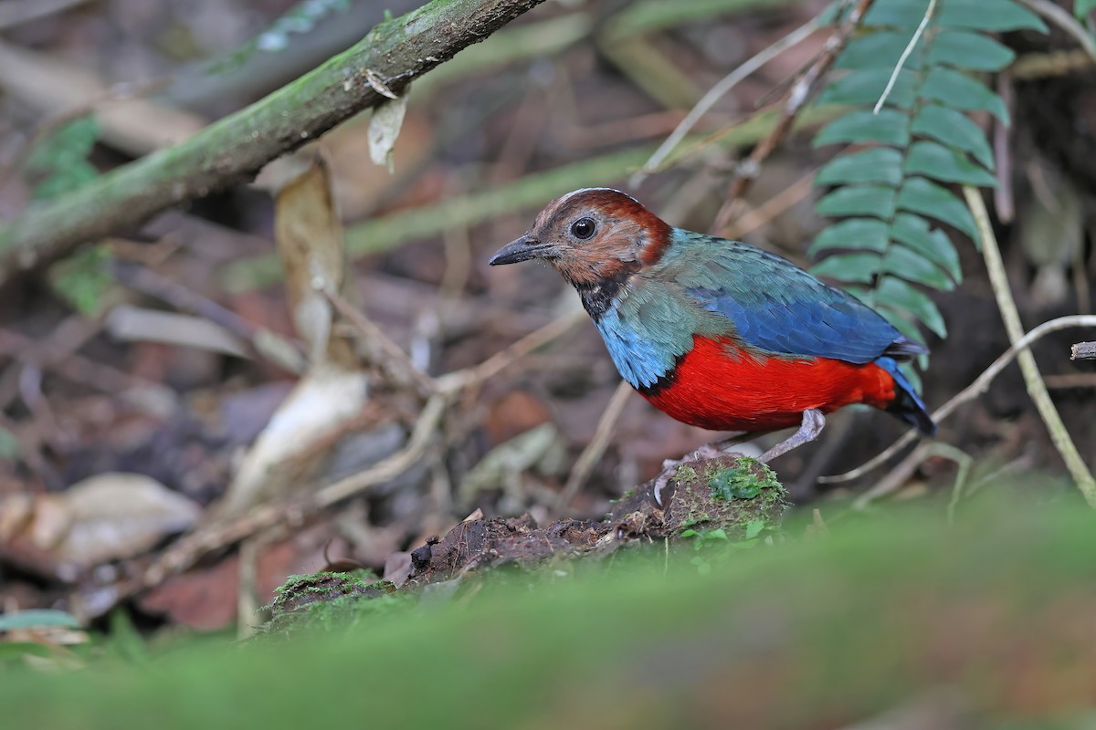 sulawesipitta (celebensis) - ML642097172
