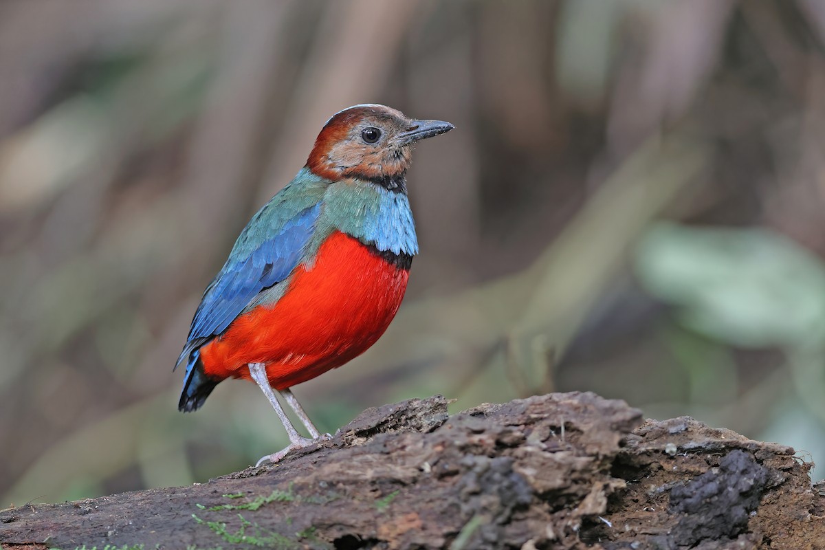 sulawesipitta (celebensis) - ML642097173