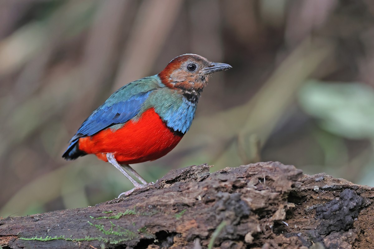 sulawesipitta (celebensis) - ML642097174