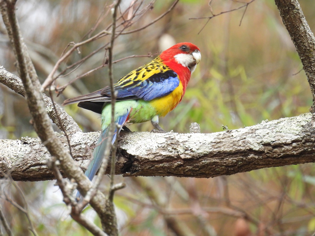 Eastern Rosella - ML642097175