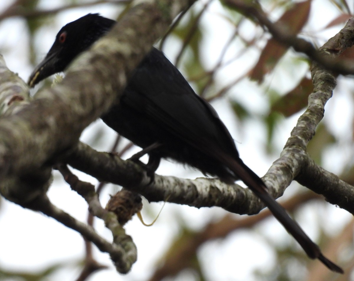 Glanzfleckdrongo - ML642097176
