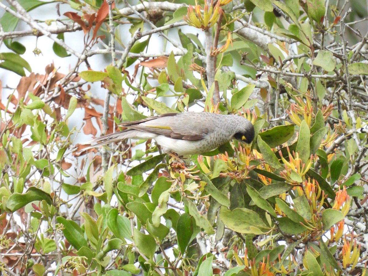 Noisy Miner - ML642097177