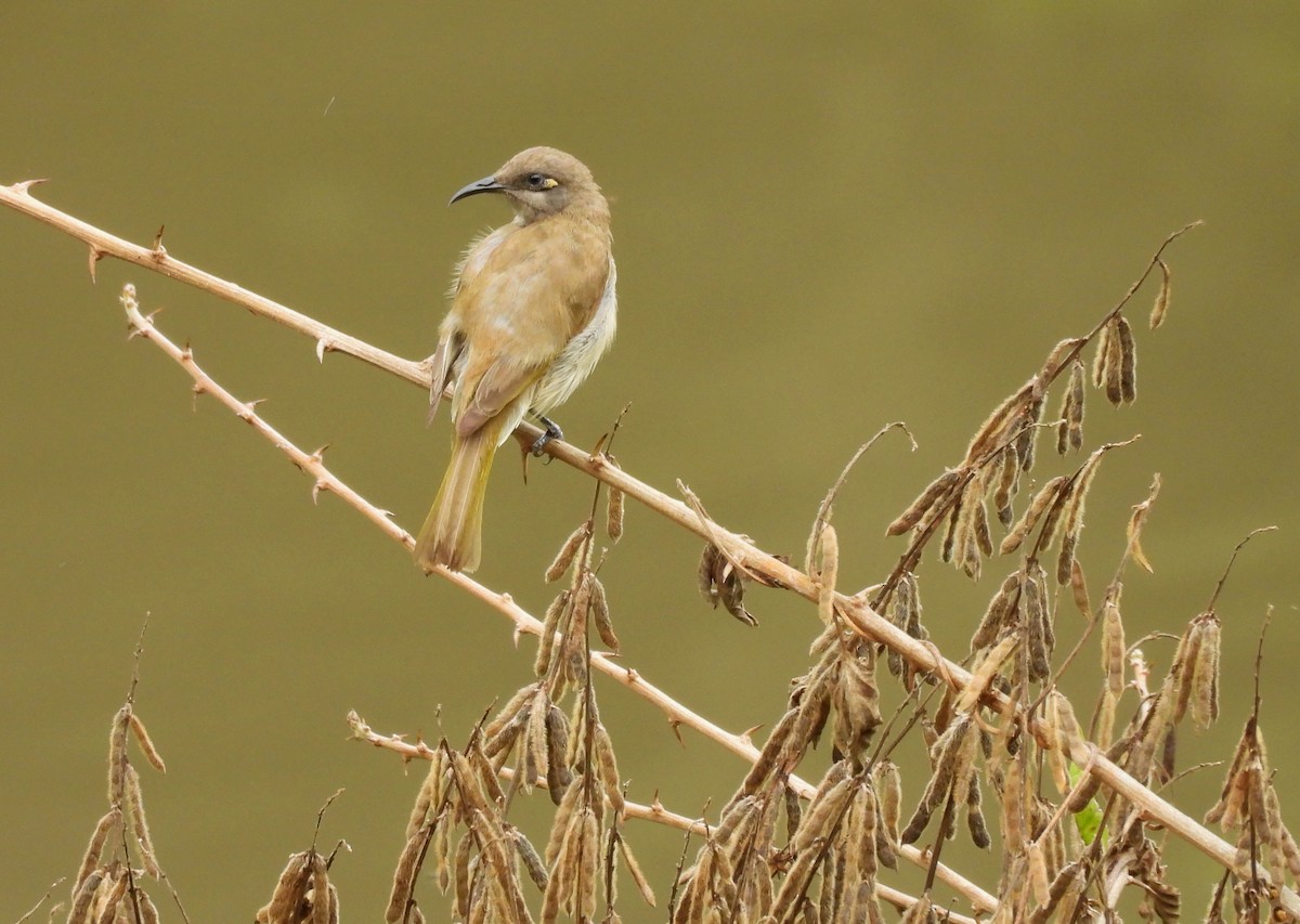 Brown Honeyeater - ML642097181