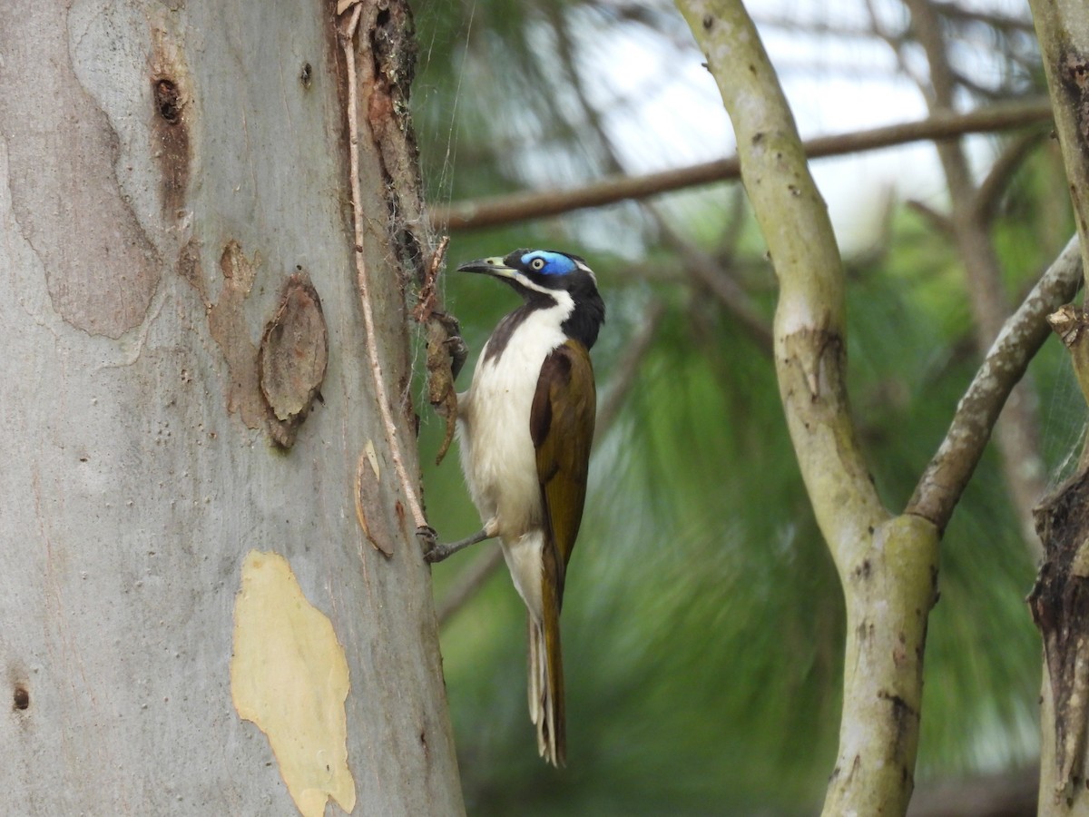 Blue-faced Honeyeater - ML642097182