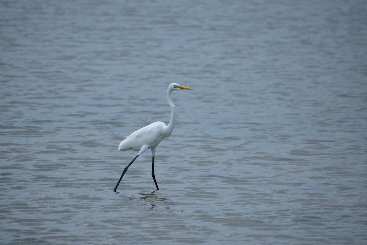 Great Egret - ML642097186